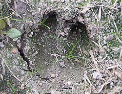 Feral pig hoof print